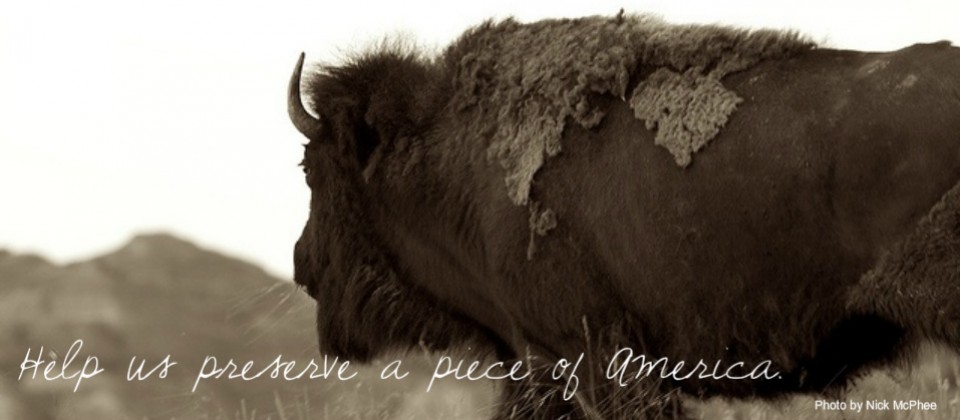 American Bison