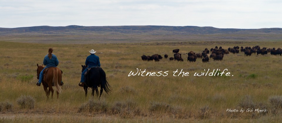 Horseback Riding the GPT